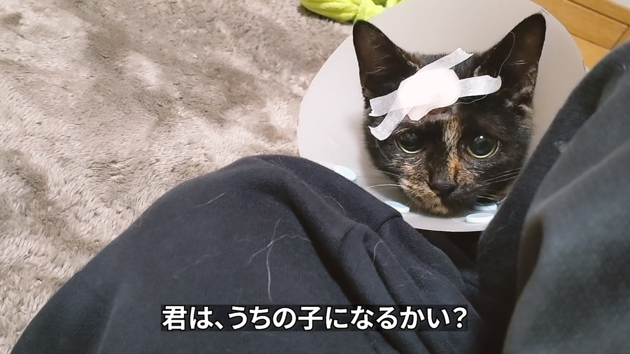うちの子になるかい？