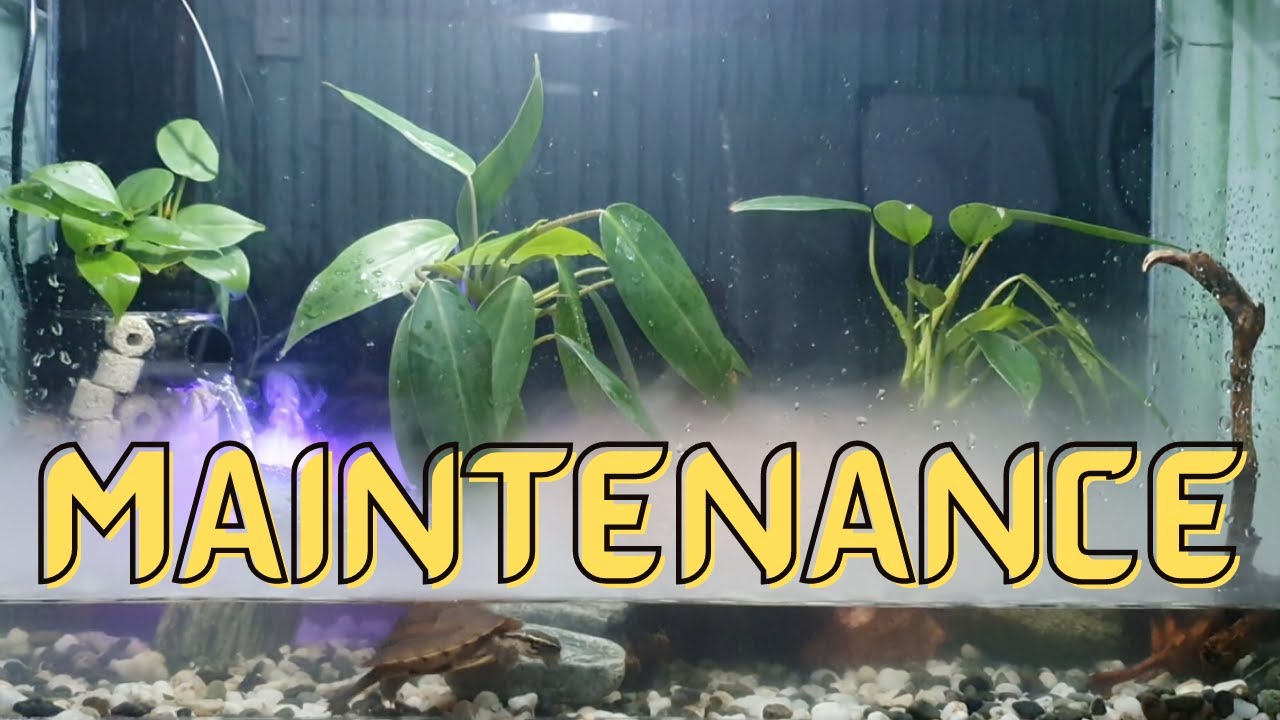 How I Clean My Turtle Pond Aquarium | 1 Month Update [with Taglish Sub]