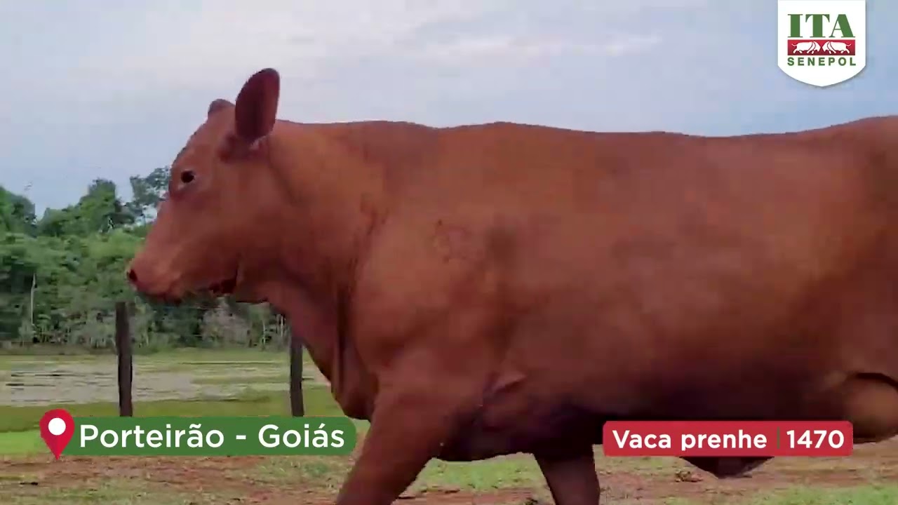 Projeto Catira: VACA PRENHE 1470