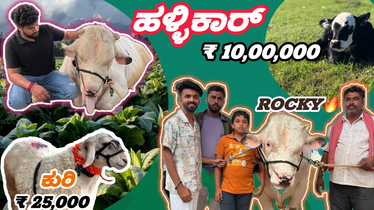 Hallikar ₹10,00,000 #hassanharsha #harshavardhanms #forming #agriculture 