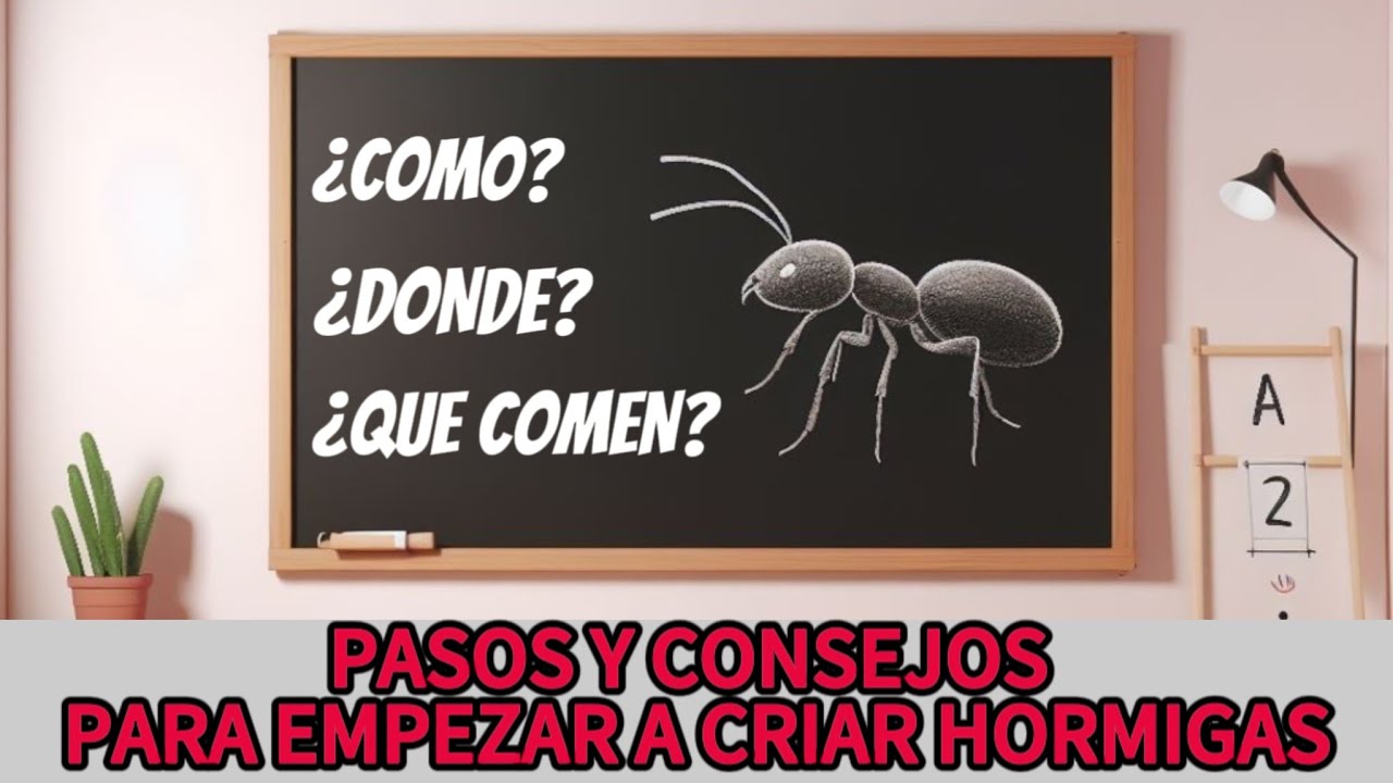 Aprende a Criar HORMIGAS desde 0 - GUIA para PRINCIPIANTES 🧑‍🏫