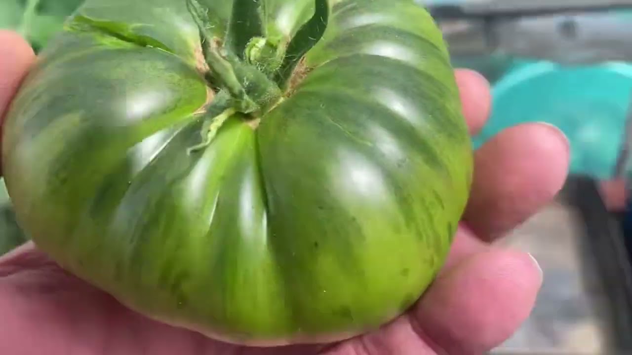 DISASTER WITH THE THONG TOMATOES & ROSE PRUNING #279 on 13 august 2025
