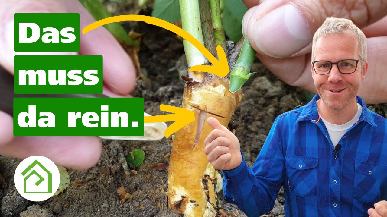 Rosen veredeln Teil 2🌹 Rosen über Okulation veredeln!