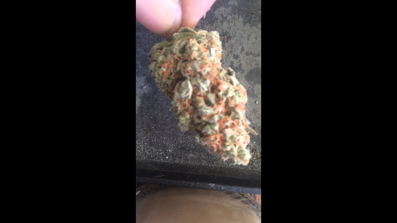 Ice Cream Haze marijuana strain