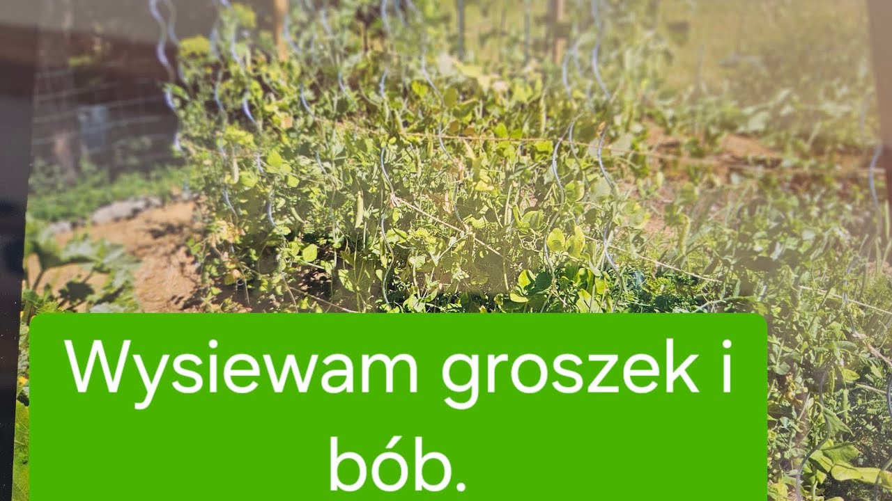 Wysiewam Groszek i Bób -  Mały Eksperyment.