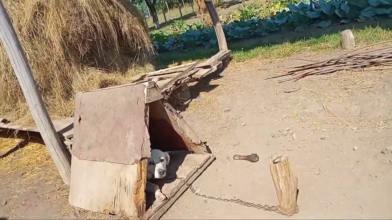 Va mai prezint animalele si porumbei .🐐🐕🐈🐖🐇🐔🐓🦆🕊🐤.