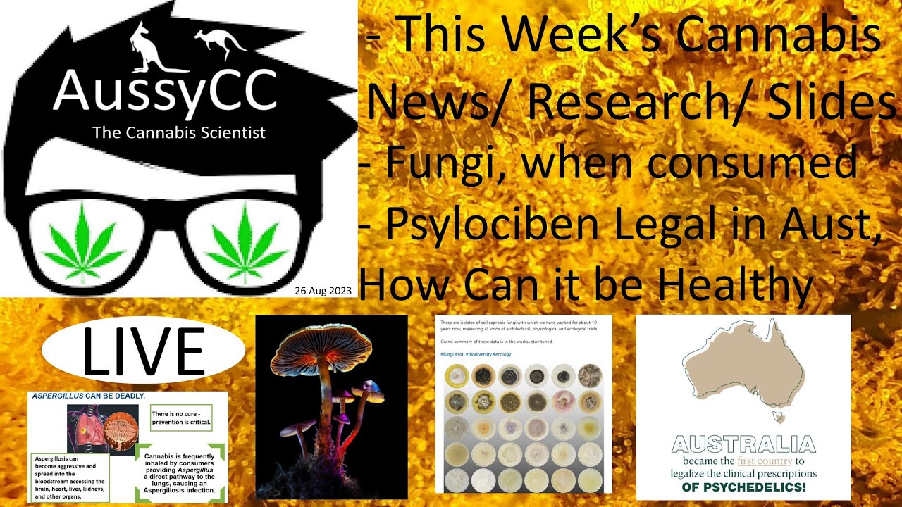 @AussyCC Live; Fungi Fun, Roots, Cannabis in Schools, Australia is legal for usage of Psylocibin