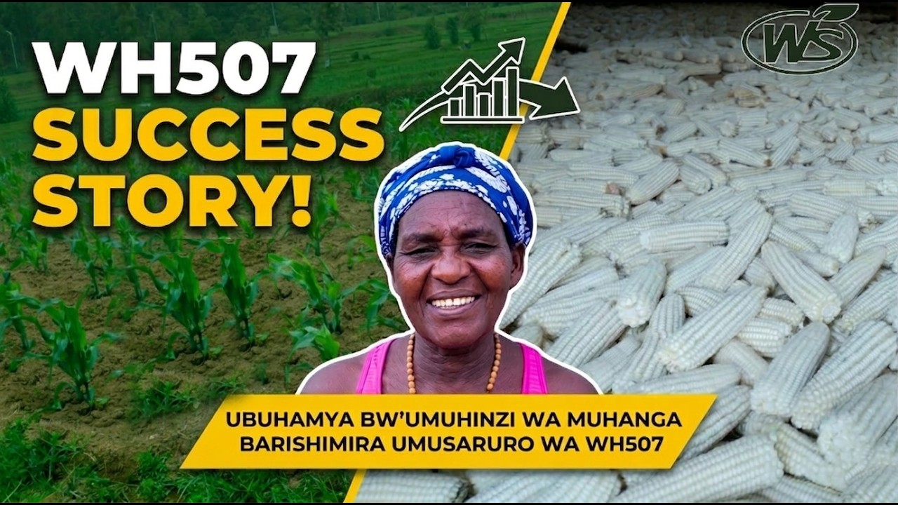 Success Story: Abahinzi bo muri cooperative ya KIABR muri Muhanga barishimira umusaruro wa WH507