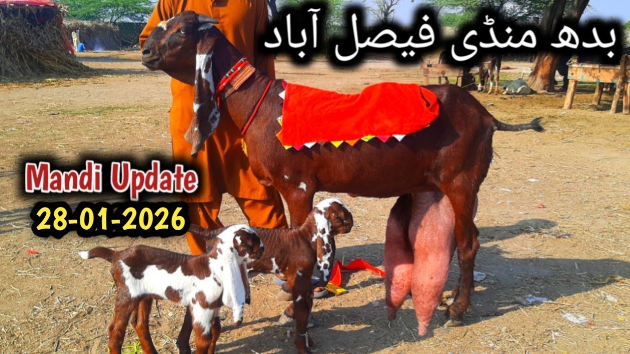 Today Latest Update Faisalabad Bakra Mandi ≡0316.16000.51≡ 28-01-2026