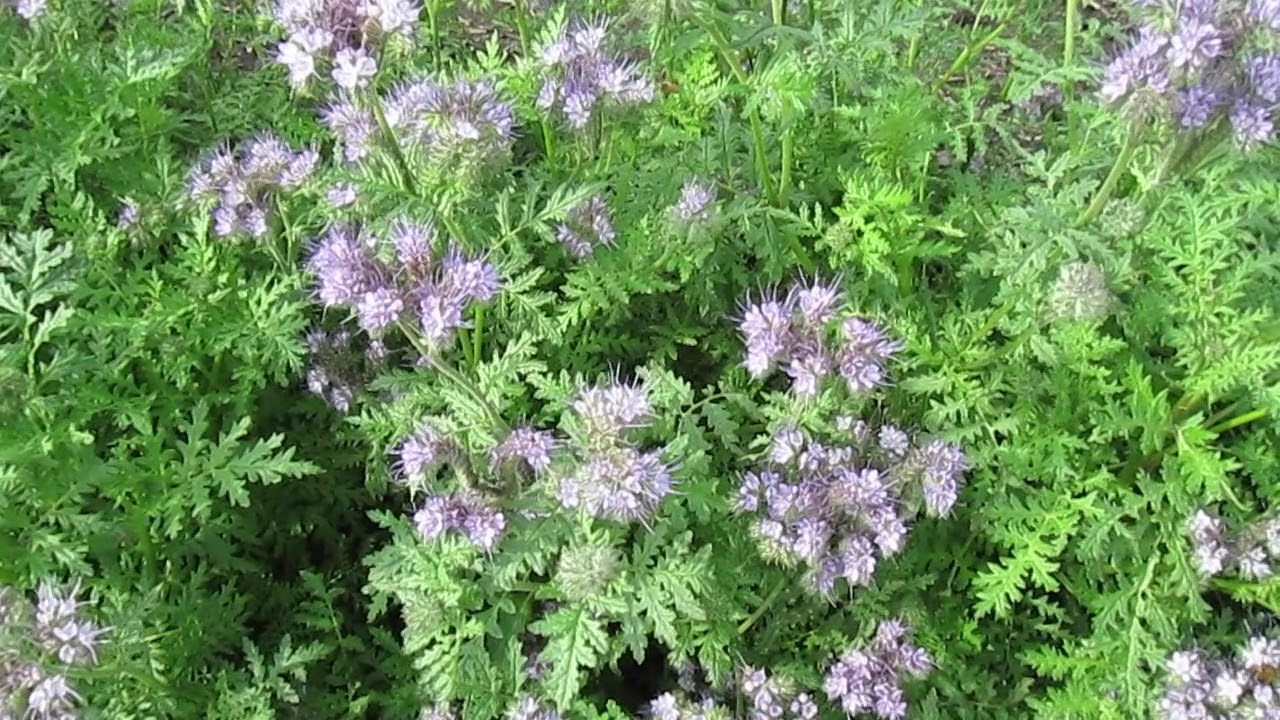 Lacy Phacelia-- Be the BEES’ BFF!