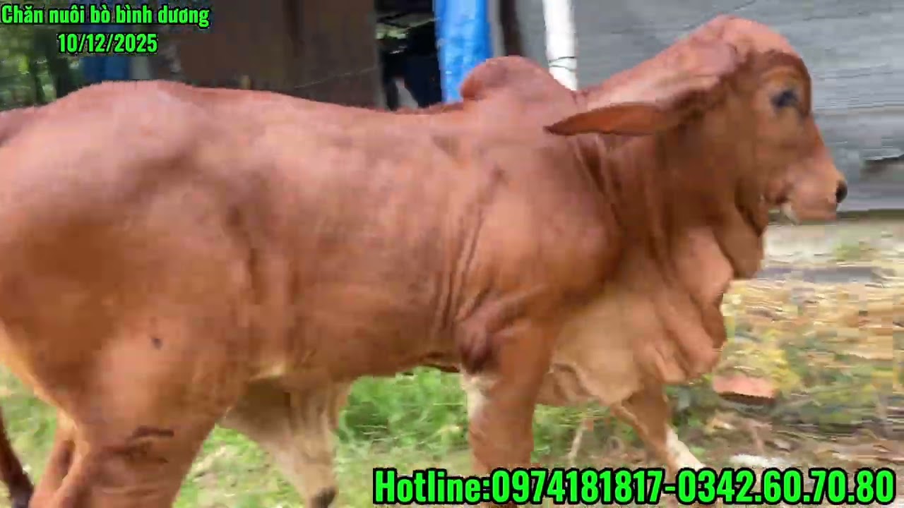 2 bộ mẹ con tàng khủng-chia sẽ cho anh chị 1 bộ nếu có đam mê!