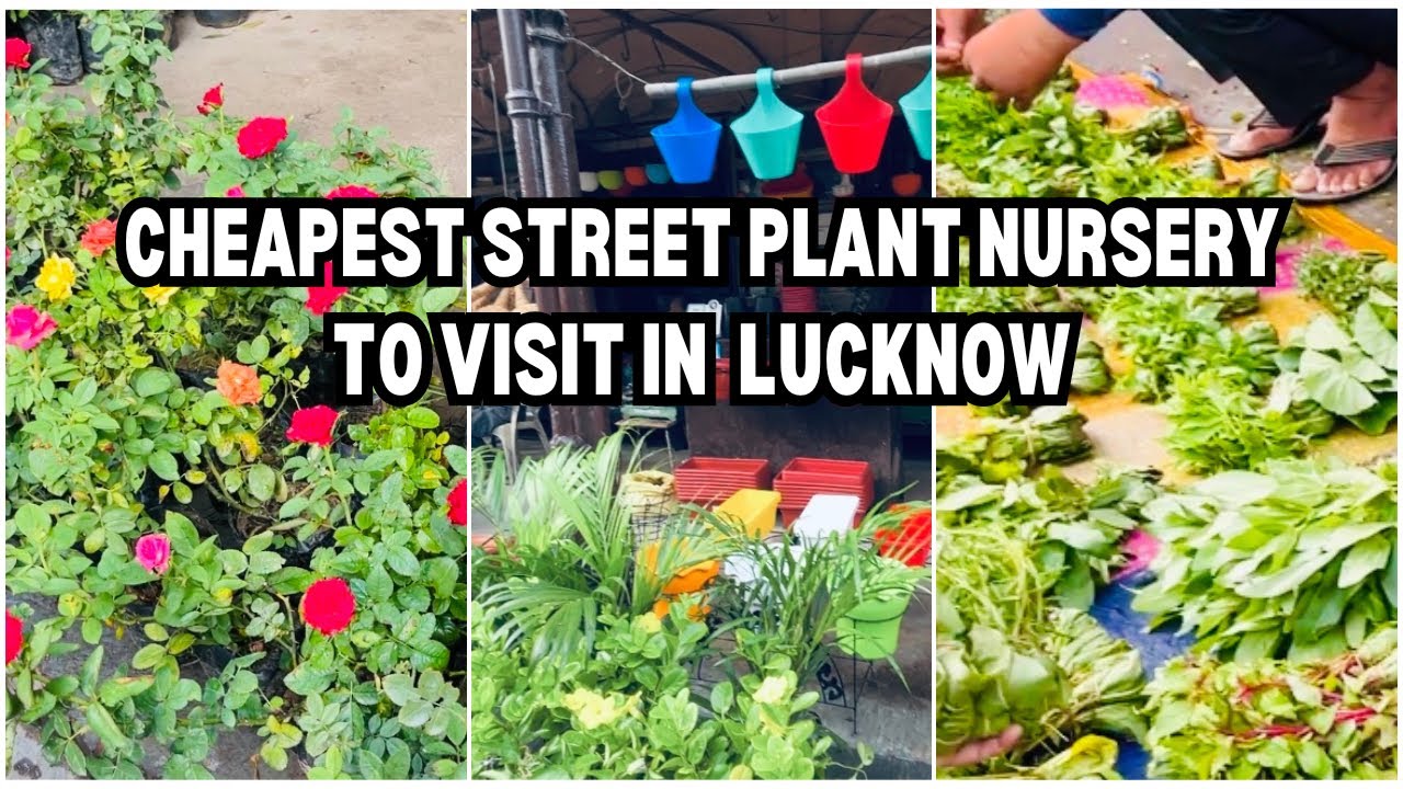 Lucknow&rsquo;s Most Affordable Nursery 🌱 | Plants Starting at ₹10!