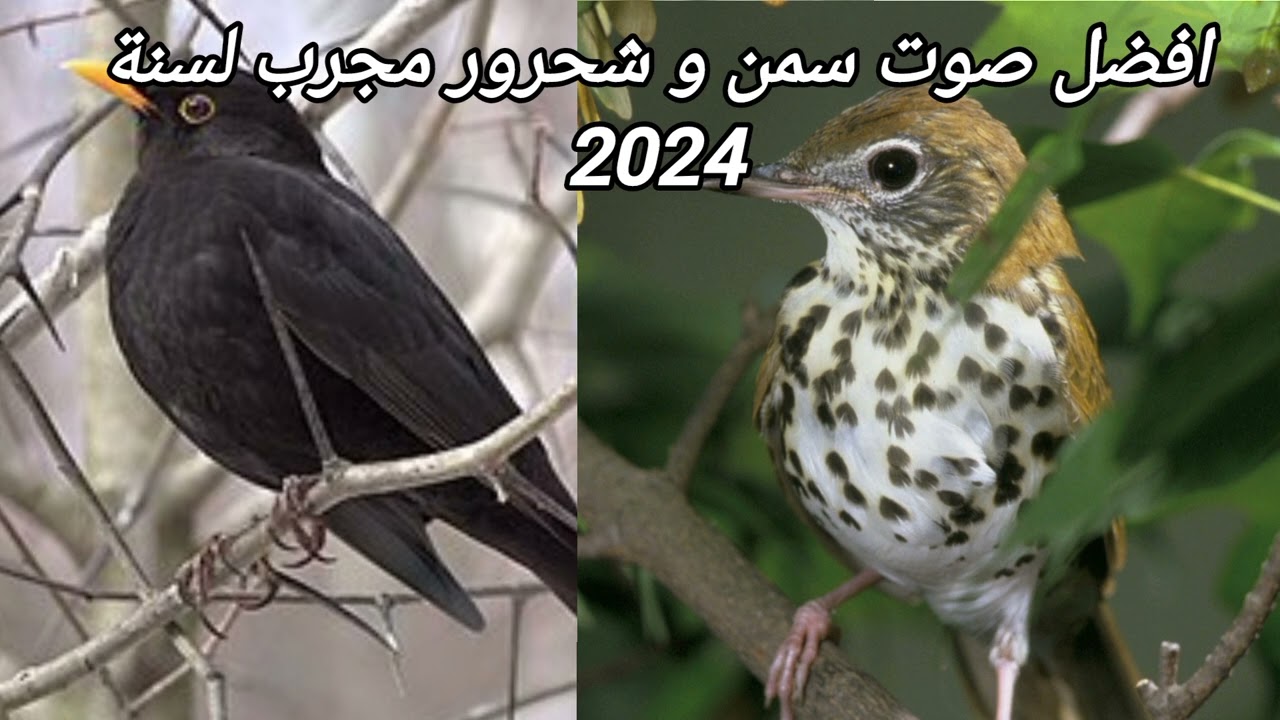 افضل صوت سمن و شحرور لعام 2024 مجرب