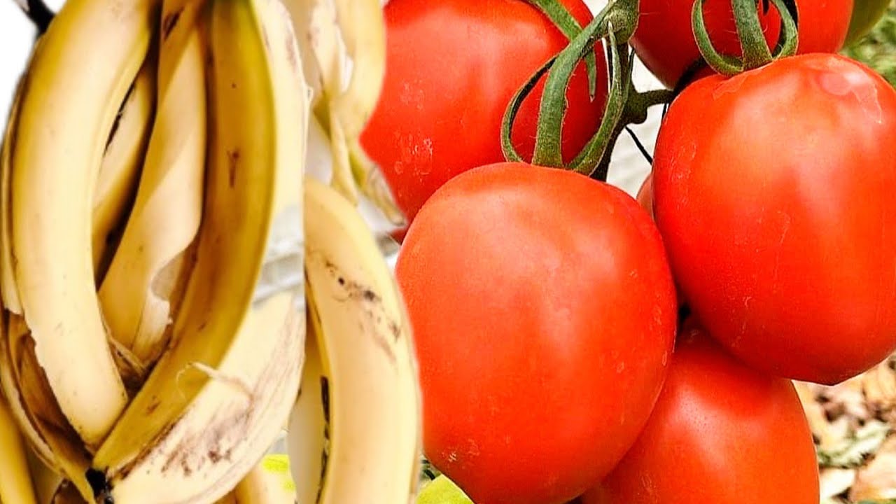Muz Kompostu🍌%💯Doğal Gübre Yapın 🍅 Çiçeklenme Ve Meyveler Artacak🍐%💯Bedava Potasyum Gübresi Formülü