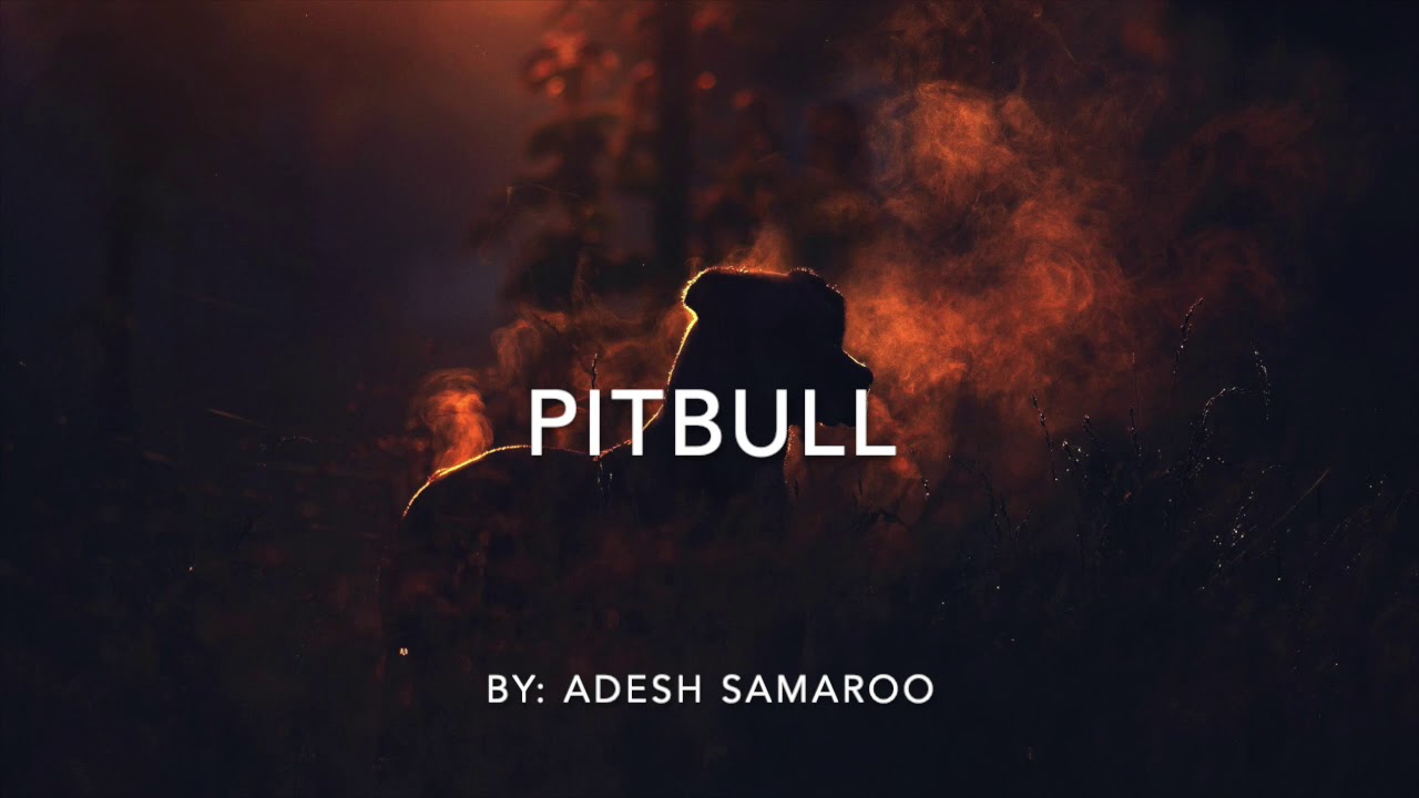Pitbull by Adesh Samaroo