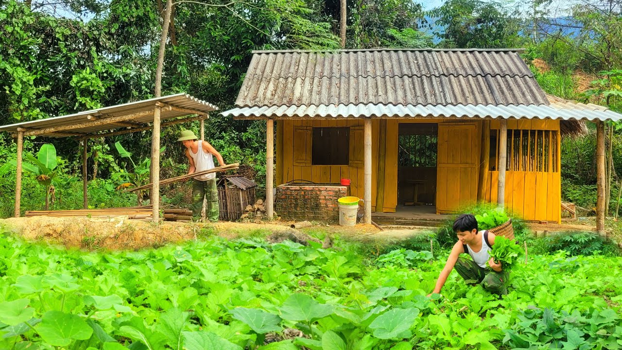 The young man cleaned firewood around the house and harvested green mustard greens to sell.