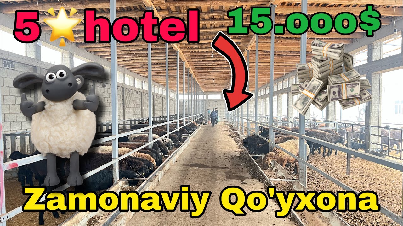 ✅ “5⭐️ Zamonaviy qo‘yxona: qancha pul ketdi va foydasi bormi?”