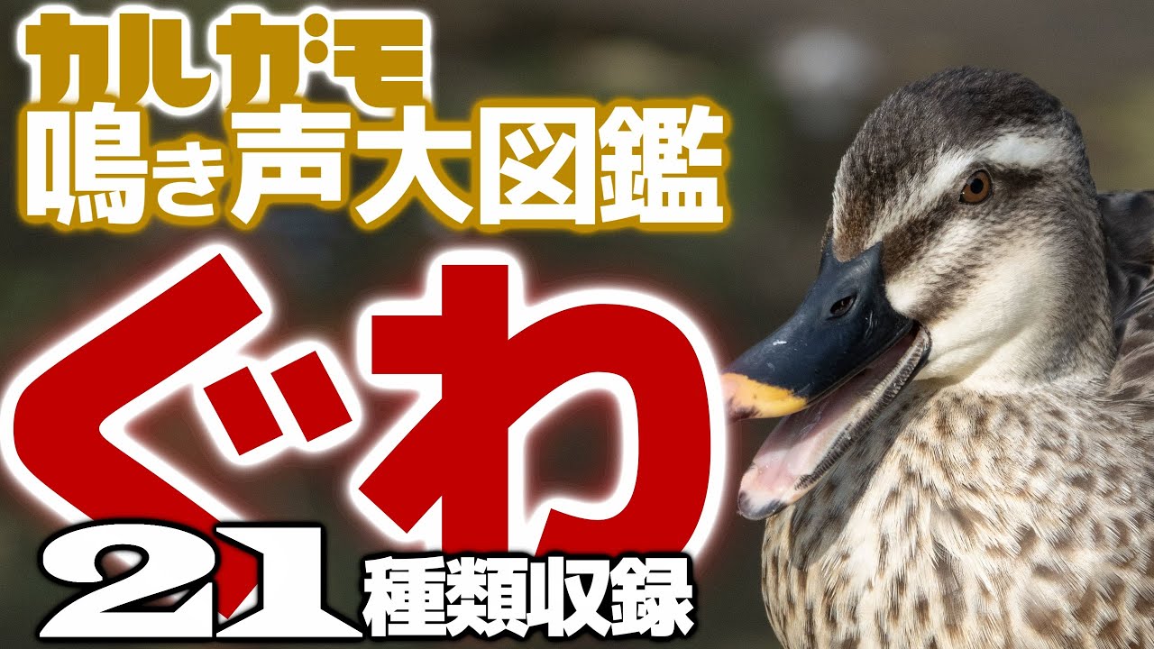 【決定版】カルガモの鳴き声大図鑑-通常音からレア音まで21種類収録【ワンポイント解説鳴き声図鑑】