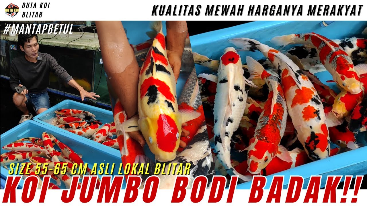 WOW!! KOI KUALITAS MEWAH HARGANYA MERAKYAT!! SIZE 55-65 CM HIGH QUALITY ASLI LOKAL BLITAR!!