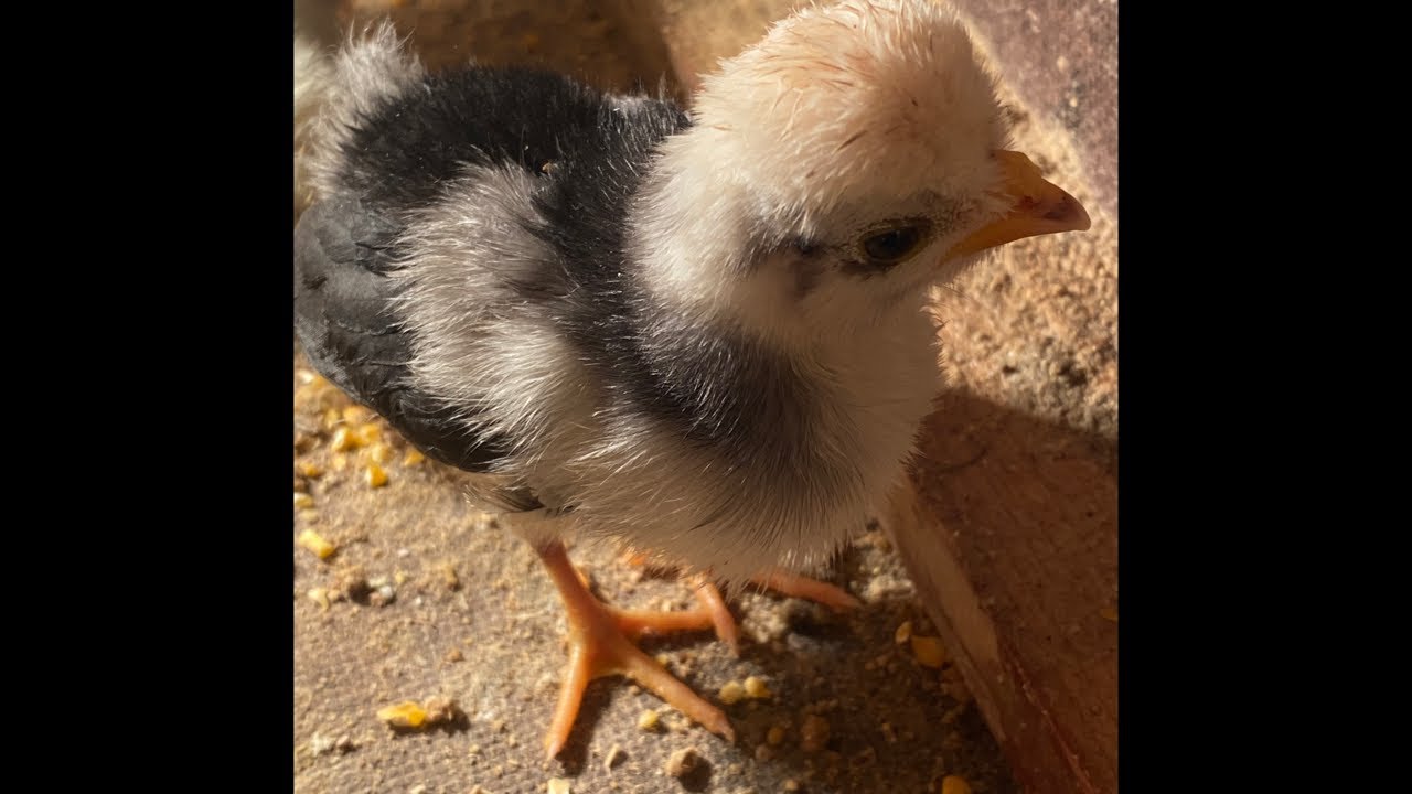 Little chickens voices #asmr #birds #birdsavairy