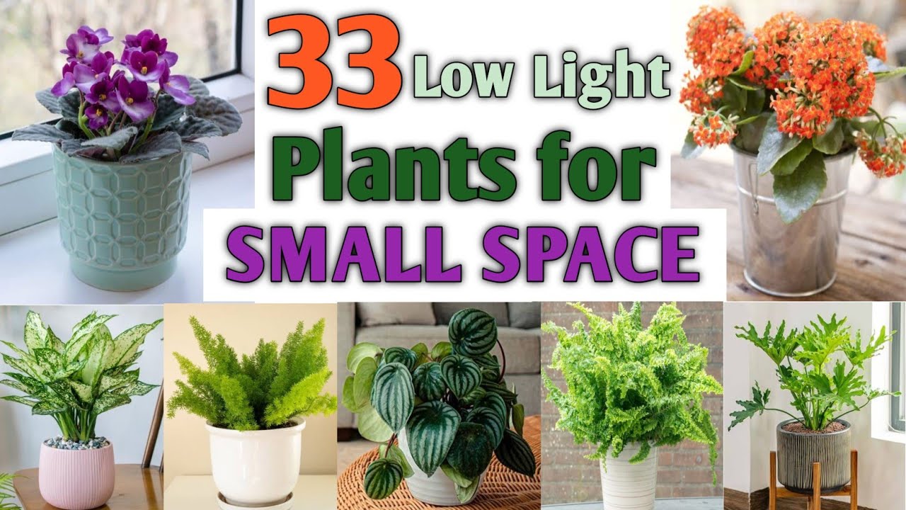 33 Low Light Plants for Smallest Space | Indoor Plants for small space at home | Plant and Planting