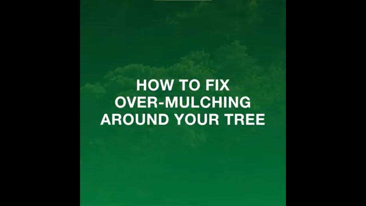 How to Fix Over-Mulching Around Your Tree