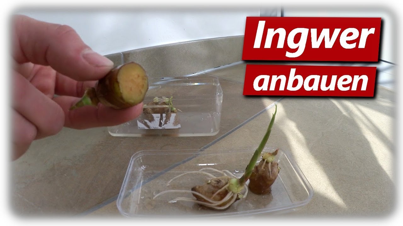 Ingwer pflanzen nach &Uuml;berwinterung | Anzucht Ingwer | Ingwer erfolgreich anbauen #8