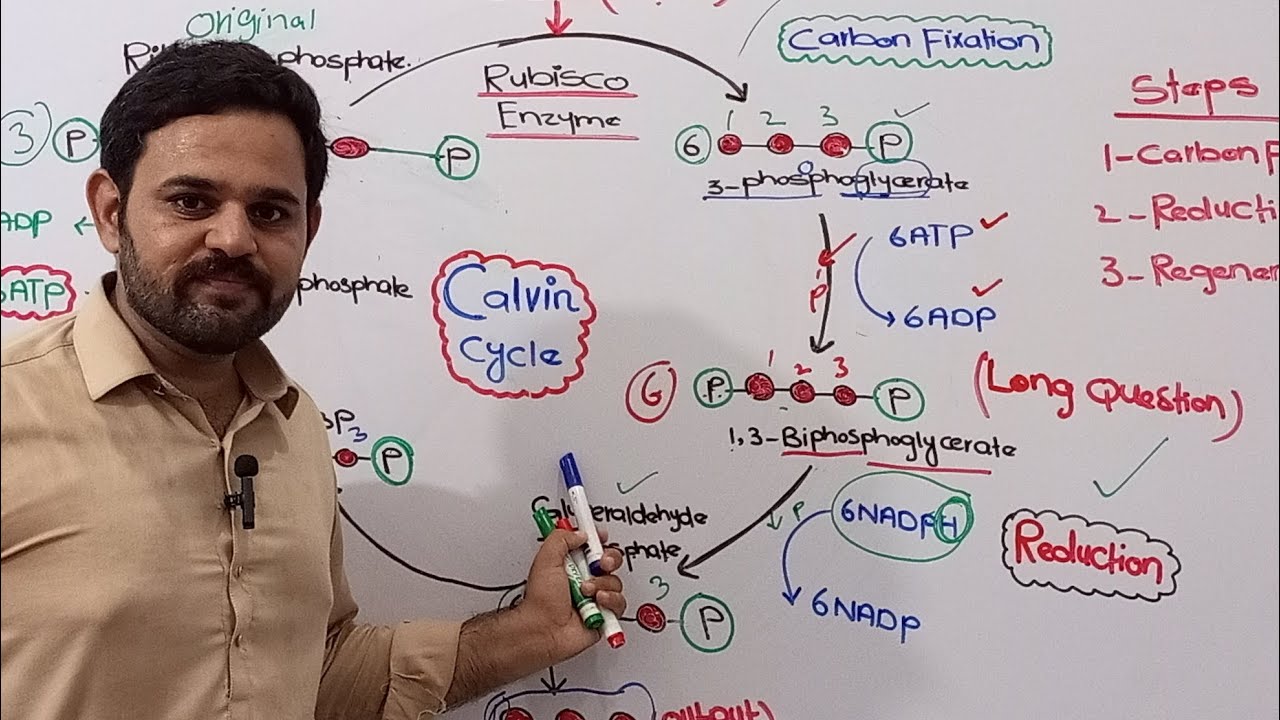 Calvin Cycle | Dark Reaction | Photosynthesis | Bioenergetics | Class 11 | NBF FBISE