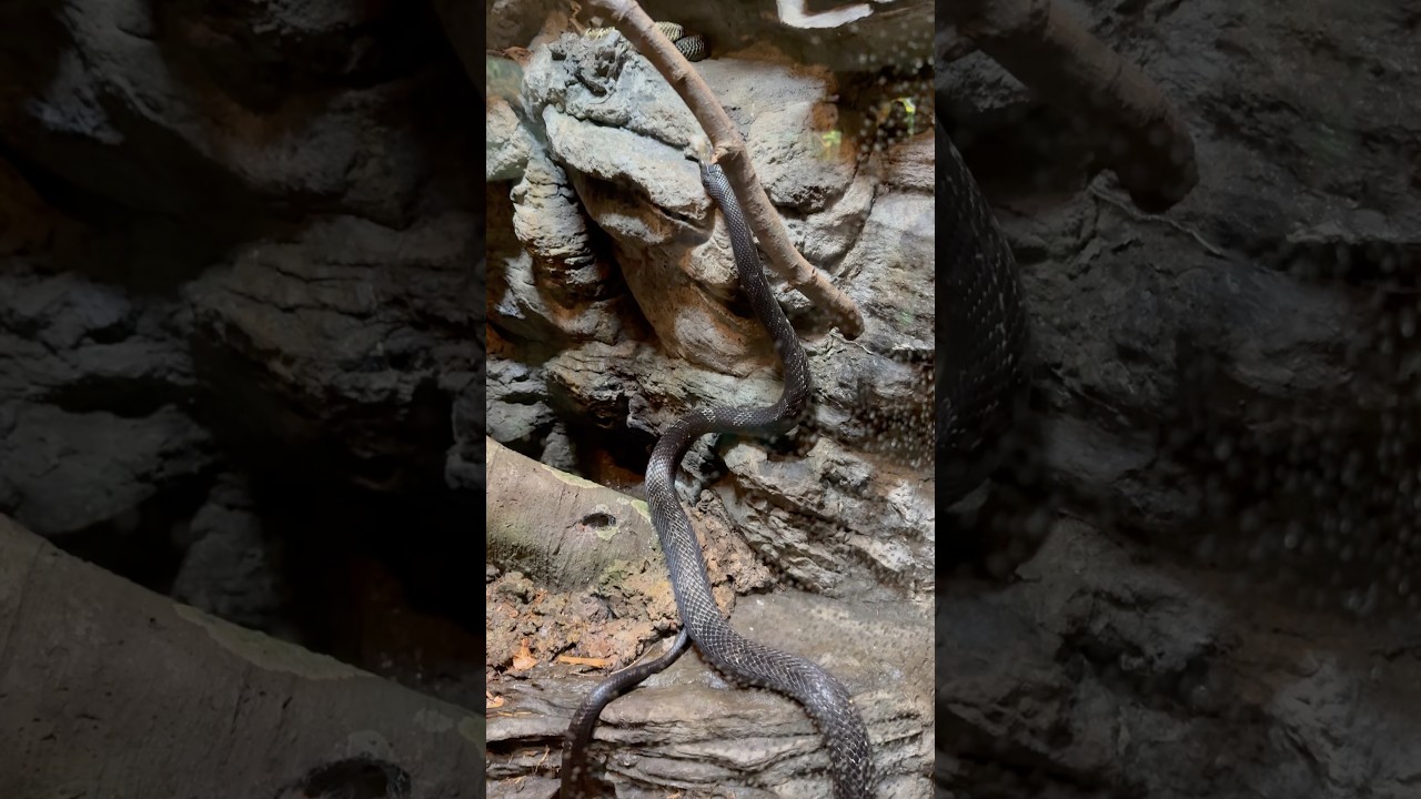 Copperhead Snake at Bronx Zoo! 🐍🔥 