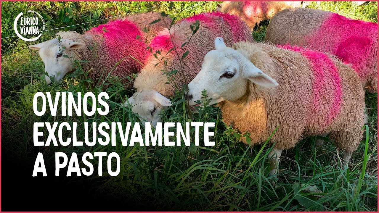 Usando a cerca elétrica e os ovinos para cuidar da propriedade Ep.1