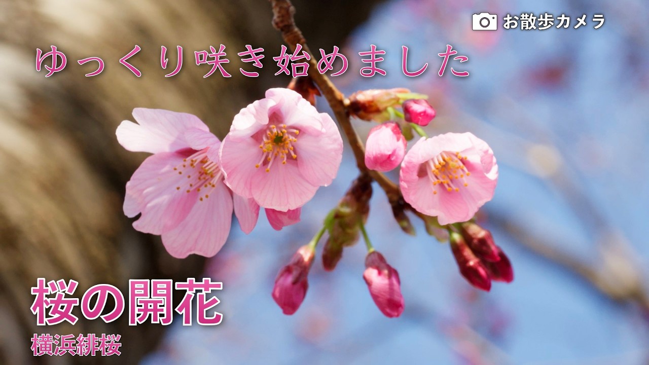 🌸【開花直前】あちらこちらに開き始めのツボミがあります。2026.3.12
