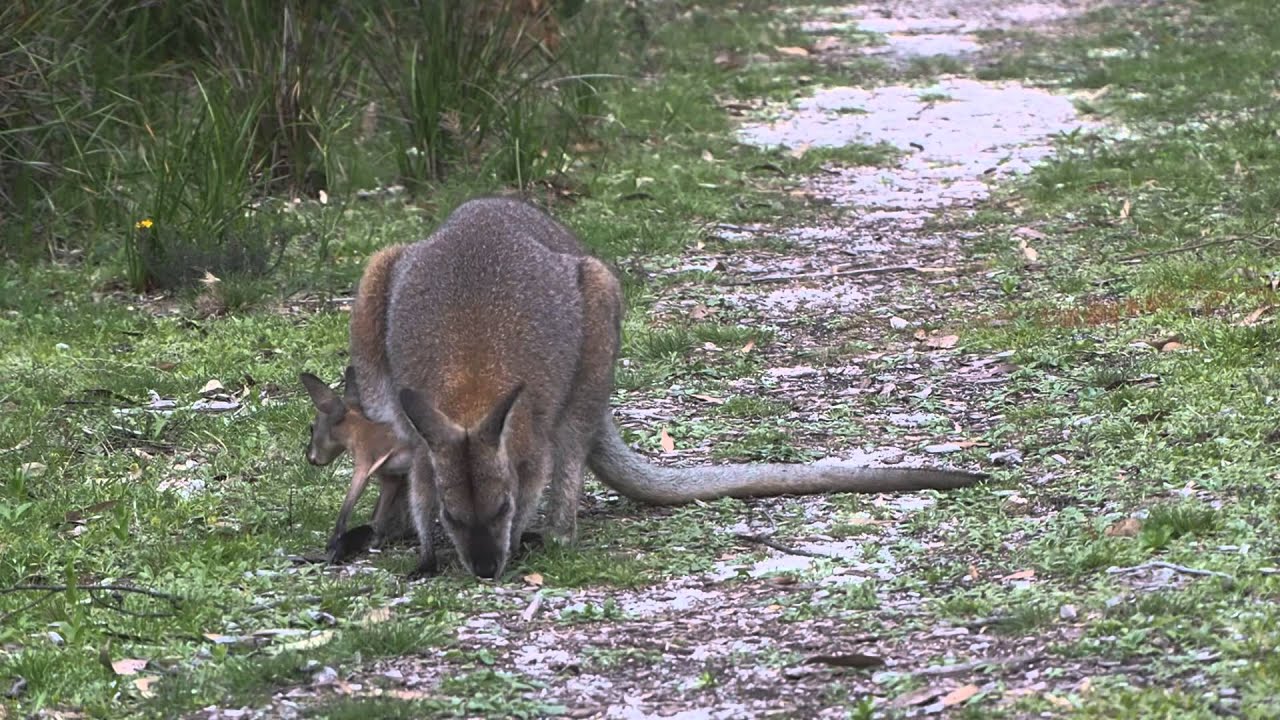 Red-necked Wallaby with Joey 01