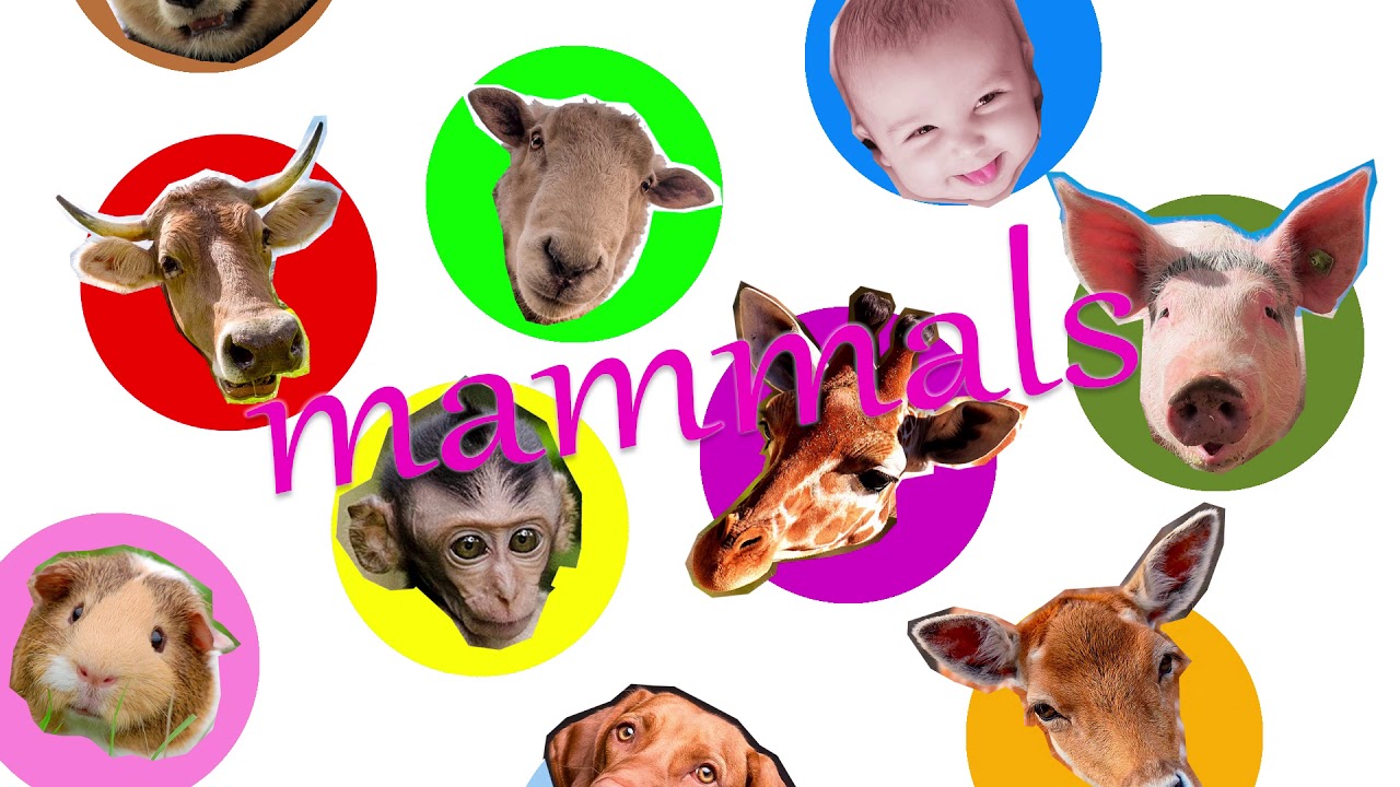 Mammals Song | Mammals have hair