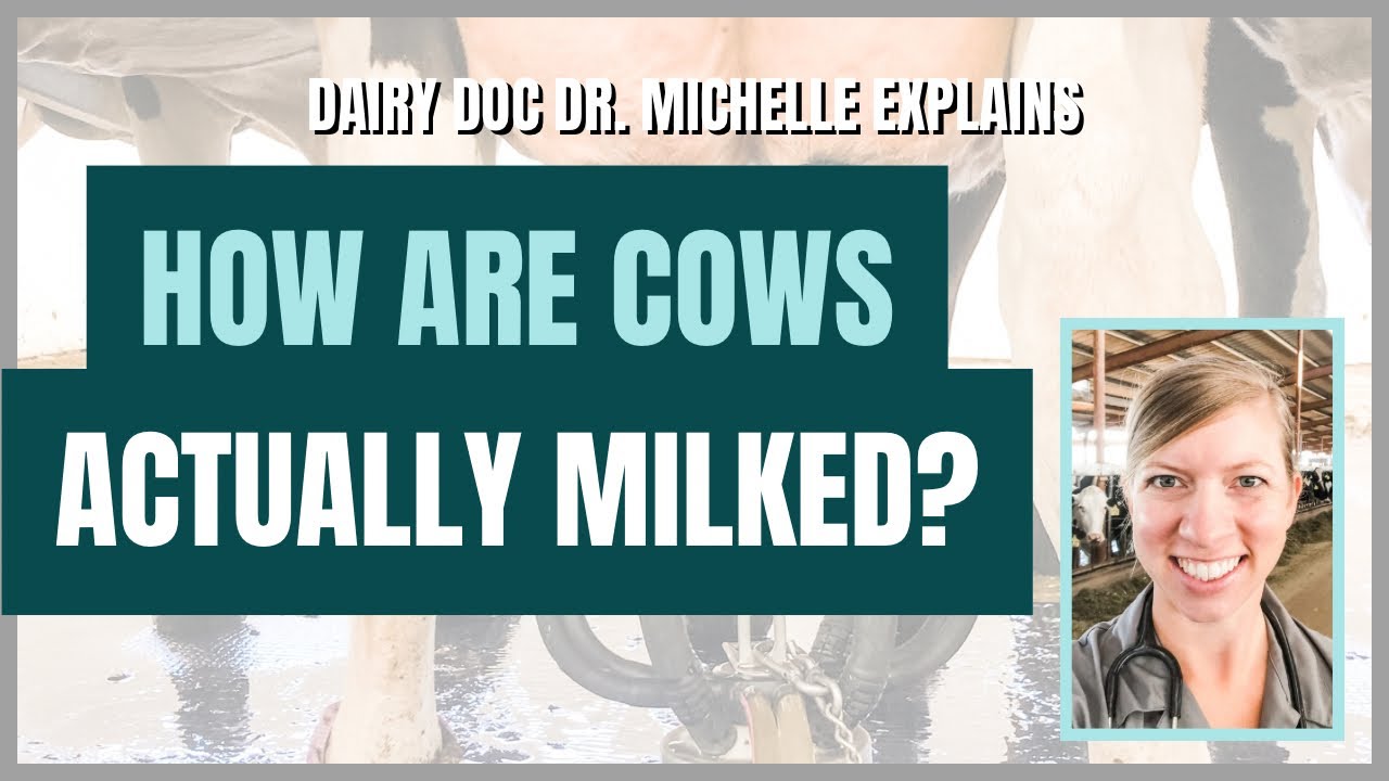 How are cows actually milked? Explained by a dairy veterinarian