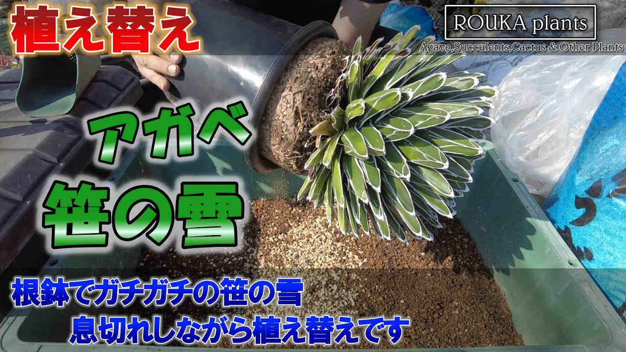 【アガベ】笹の雪の植え替え！根詰まり気味の株を雑談交えて植え替えます【Agave】【園芸】