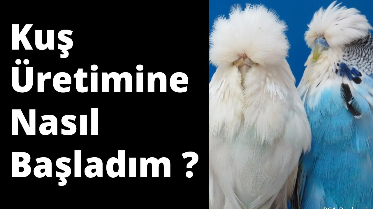 Kuş&ccedil;uluğa nasıl başladım Şimdi ne yapıyorum :) #muhabbetkuşu #showjumbo #budgie #budgerigar