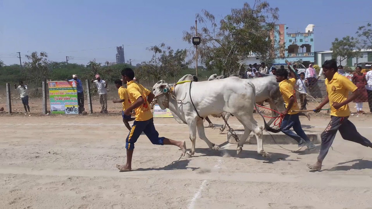 Mellacheruvu Eddula potilu 2020