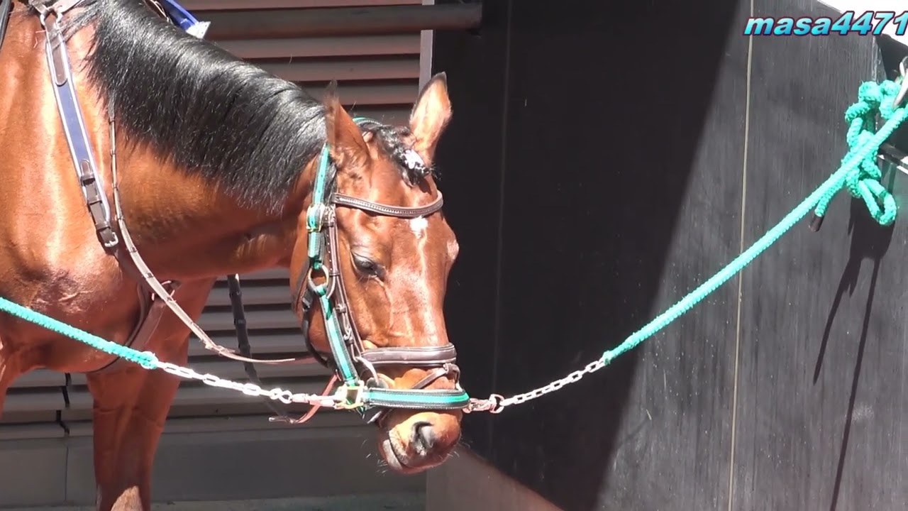 【現地撮影】福島競馬場誘導馬ヨシオさん病気で亡くなる。