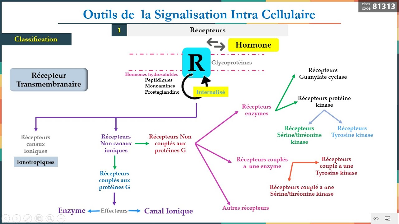 Leçon 8   Outils de la signalisation intracellulaire 1 Récepteurs