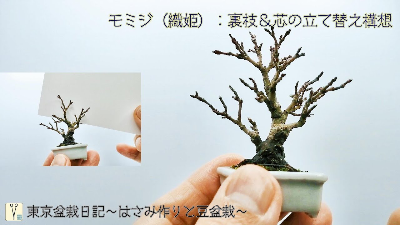 モミジ（織姫）Japanese Maple：裏枝＆芯の立て替え構想：東京盆栽日記～はさみ作りと豆盆栽～