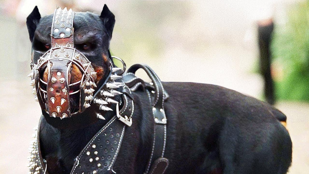 दुनिया भर में इन कुत्तों पर बैन लगाया गया हैं | These Dogs Are Banned All Over the World