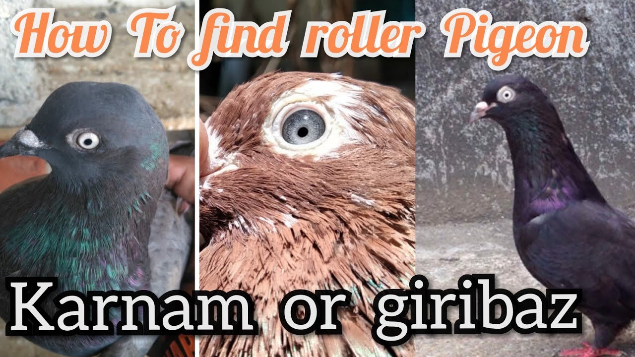 how to find good quality karna pura in tamil / karna Pura / roller pigeon