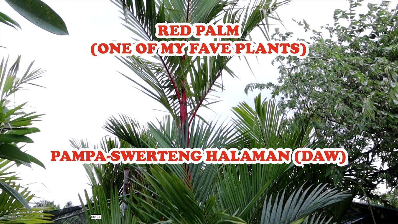 PAMPASWERTE AT SOSYAL NA HALAMAN, SOSYAL DIN ANG PRESYO! (One Of My Favorite plants)