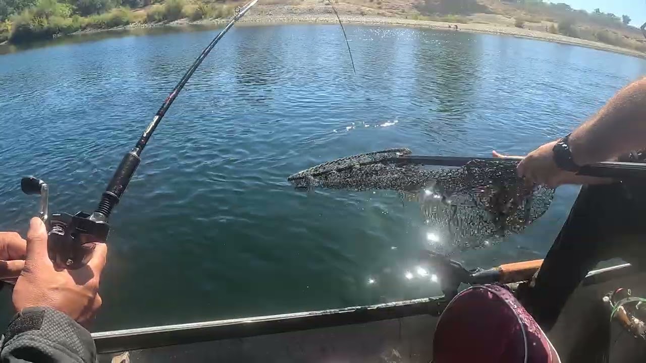 King salmon fishing on the American river #kingsalmon 