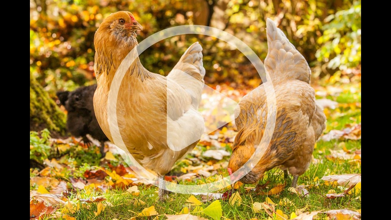 Preparing Your Chickens for Autumn