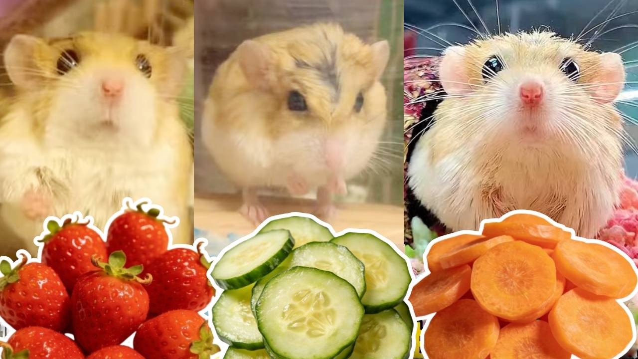 谁家小孩儿大半夜不睡觉啊！？睡不着就来给通通大王大扫除喽！老奴已上线！🐹【一只笨鼠】