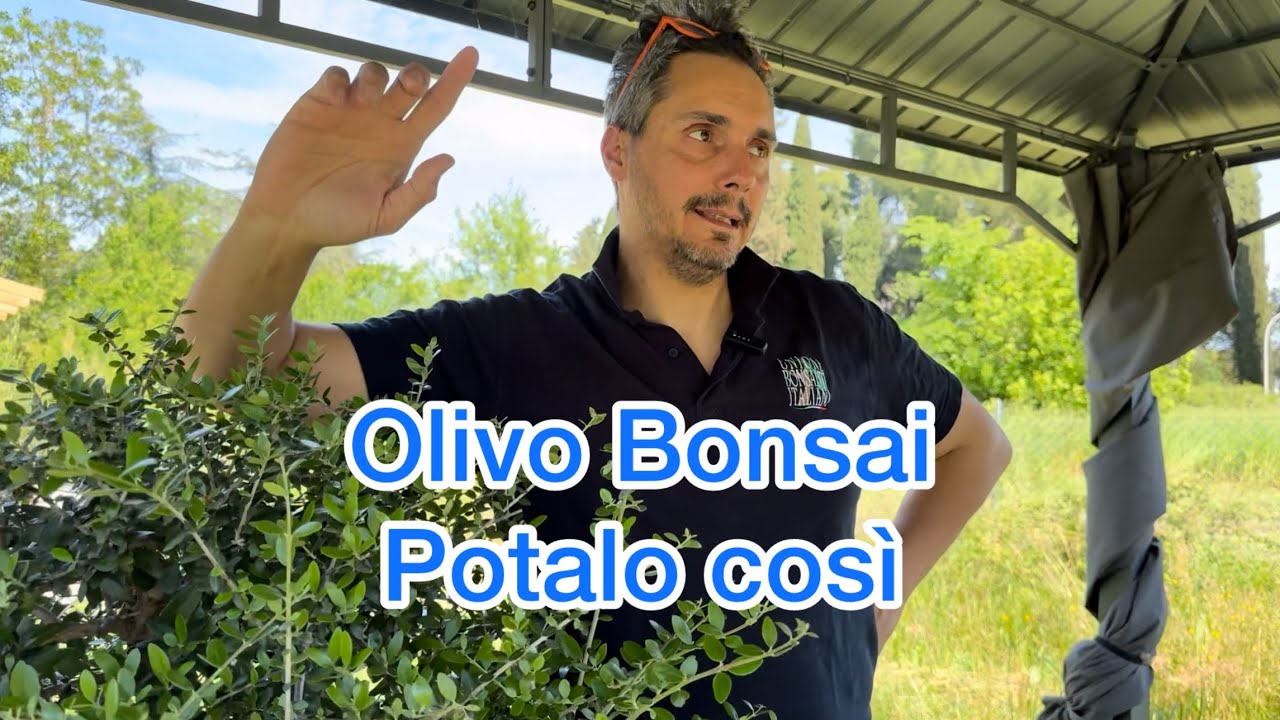 Olivo olivastro Bonsai, si pota in questo modo