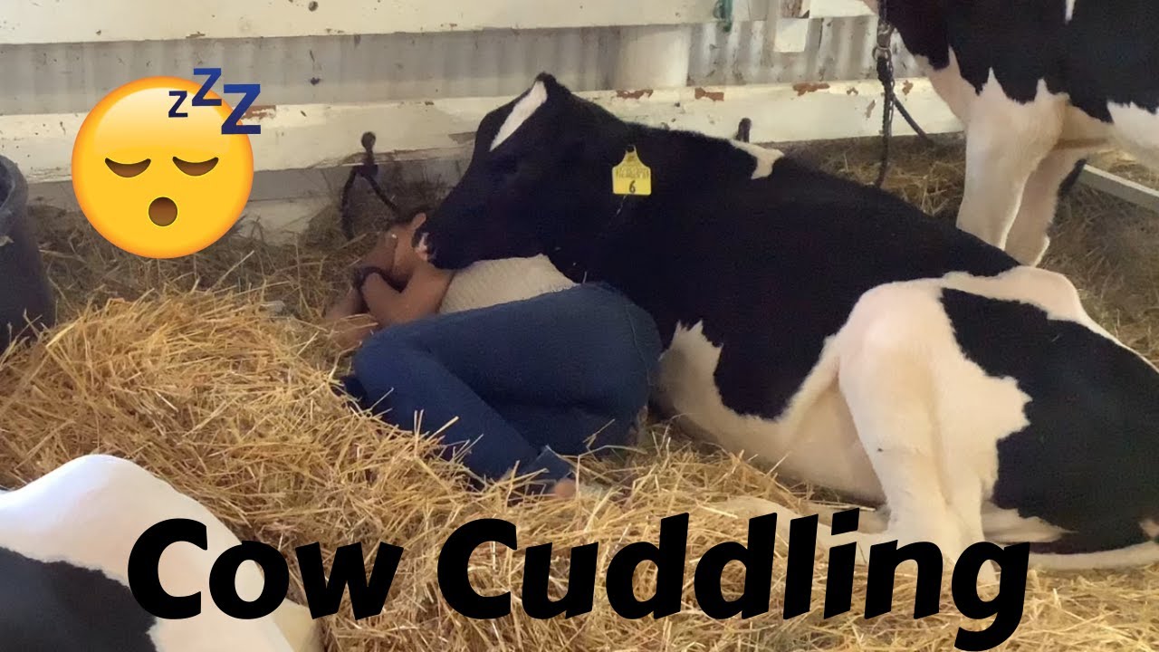 Cow Cuddling! 🐮