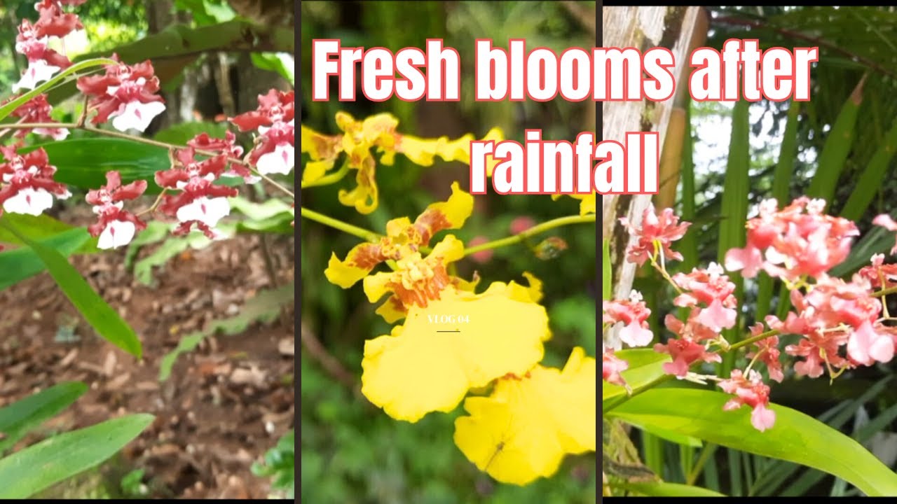 අද video එක මගේ ගෙවත්ත වැස්සට පස්සේ කොහොමද ලස්සන වෙලා තියෙන්නේ WOW! The Transformation After Rain
