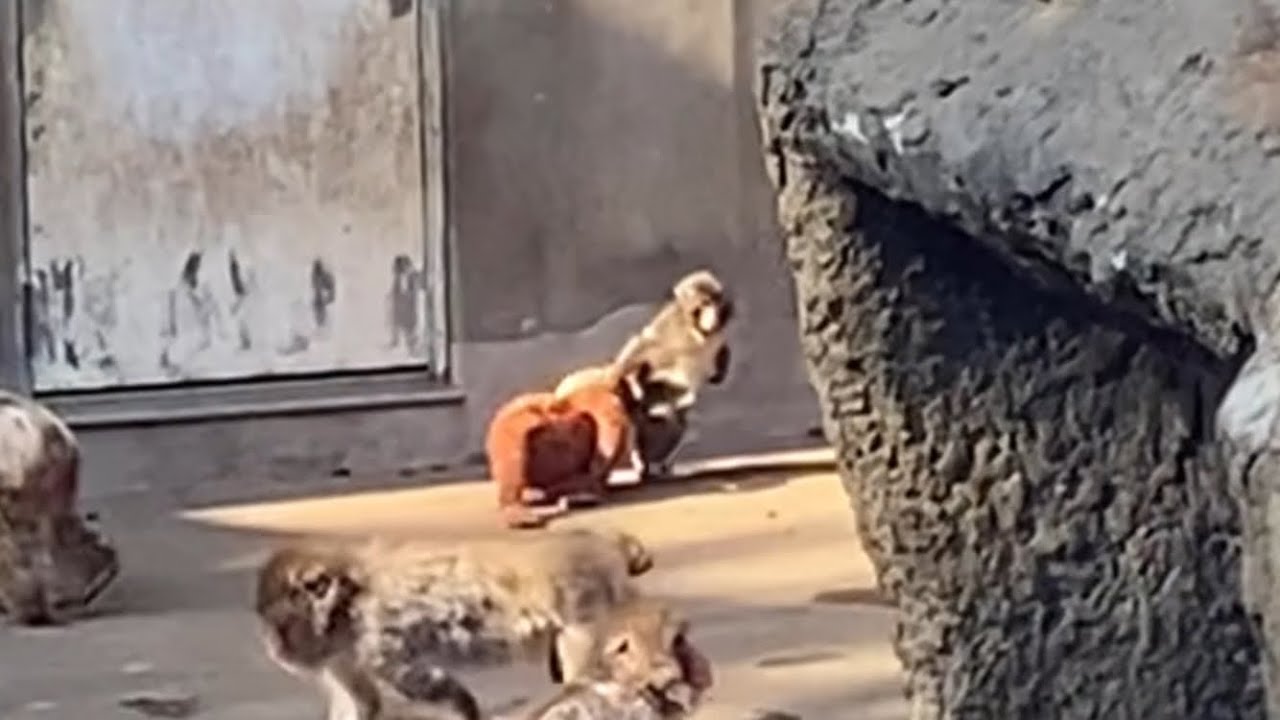 飼育員を待つことを諦め、オランママと立ち去るパンチくん。がんばれPunchくん！